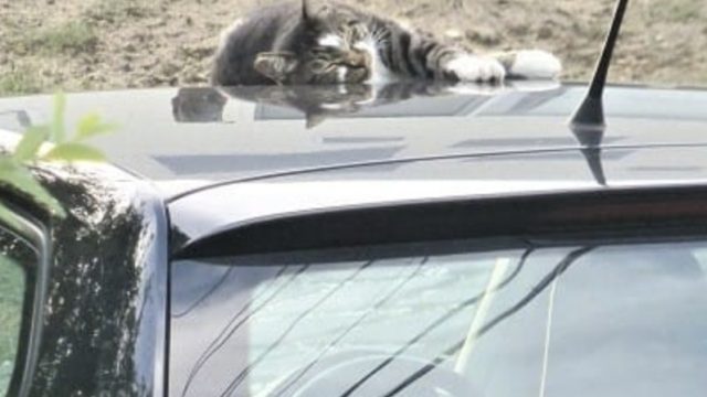 猫が車の上 ボンネット に乗らない方法は 効果的な対策や安く作れる物を紹介 クルマーク ねもなお