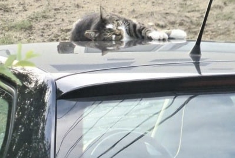 猫 が 車 の 上 に 乗ら なくなる 方法